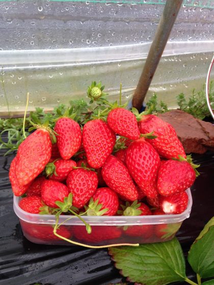 新生活が始まる季節🍓
